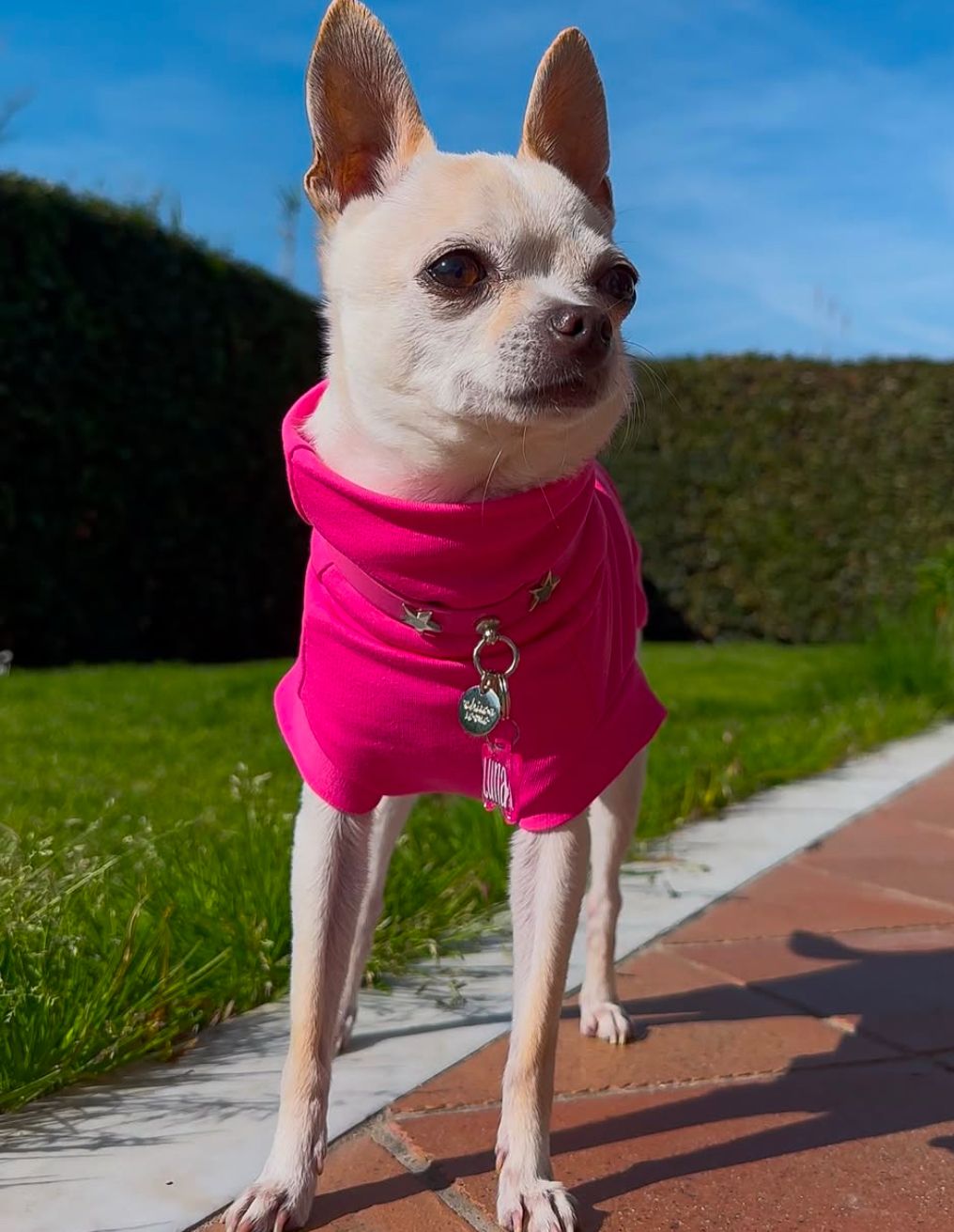 Dolcevita Pets in Felpa di Cotone Garzato