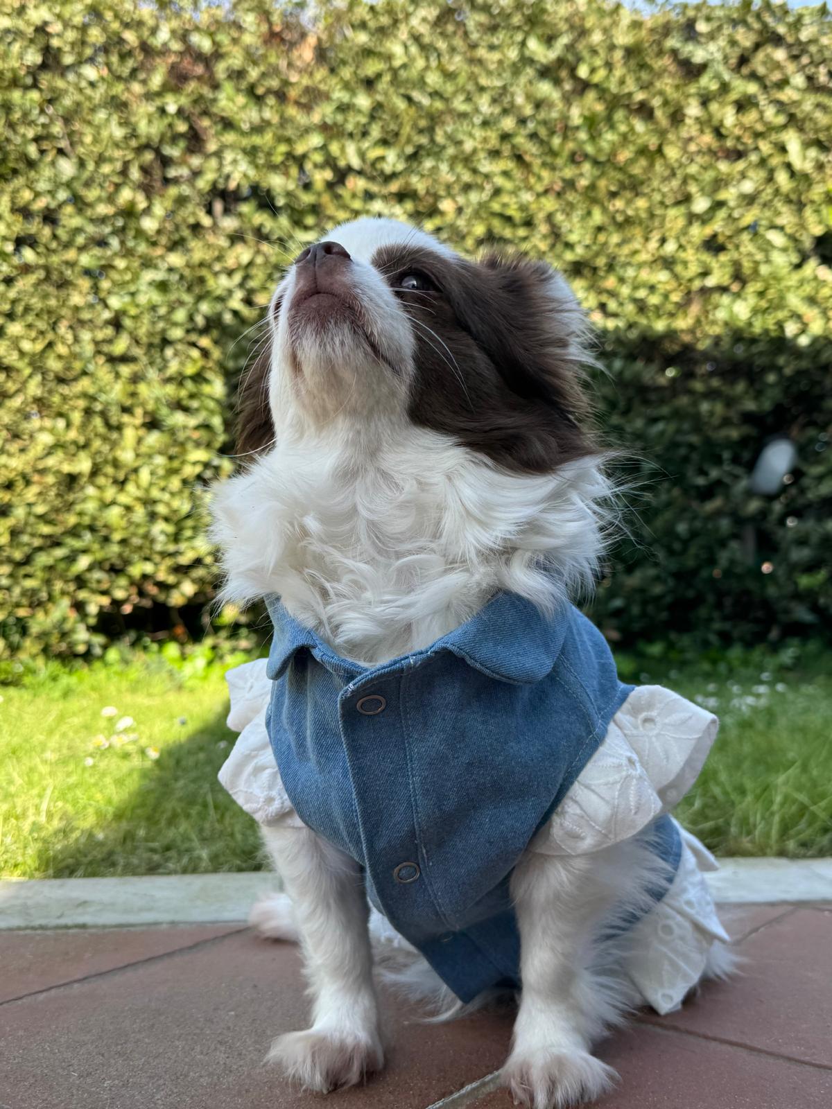 Giubbini in Jeans