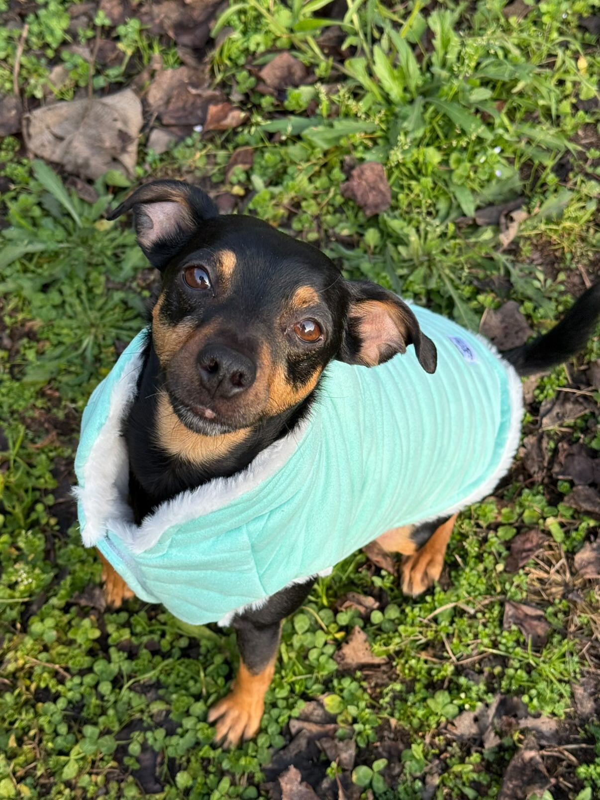 Giubbino Reversibile per Cani