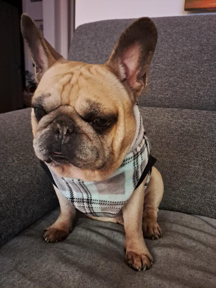 Dolcevita Pets