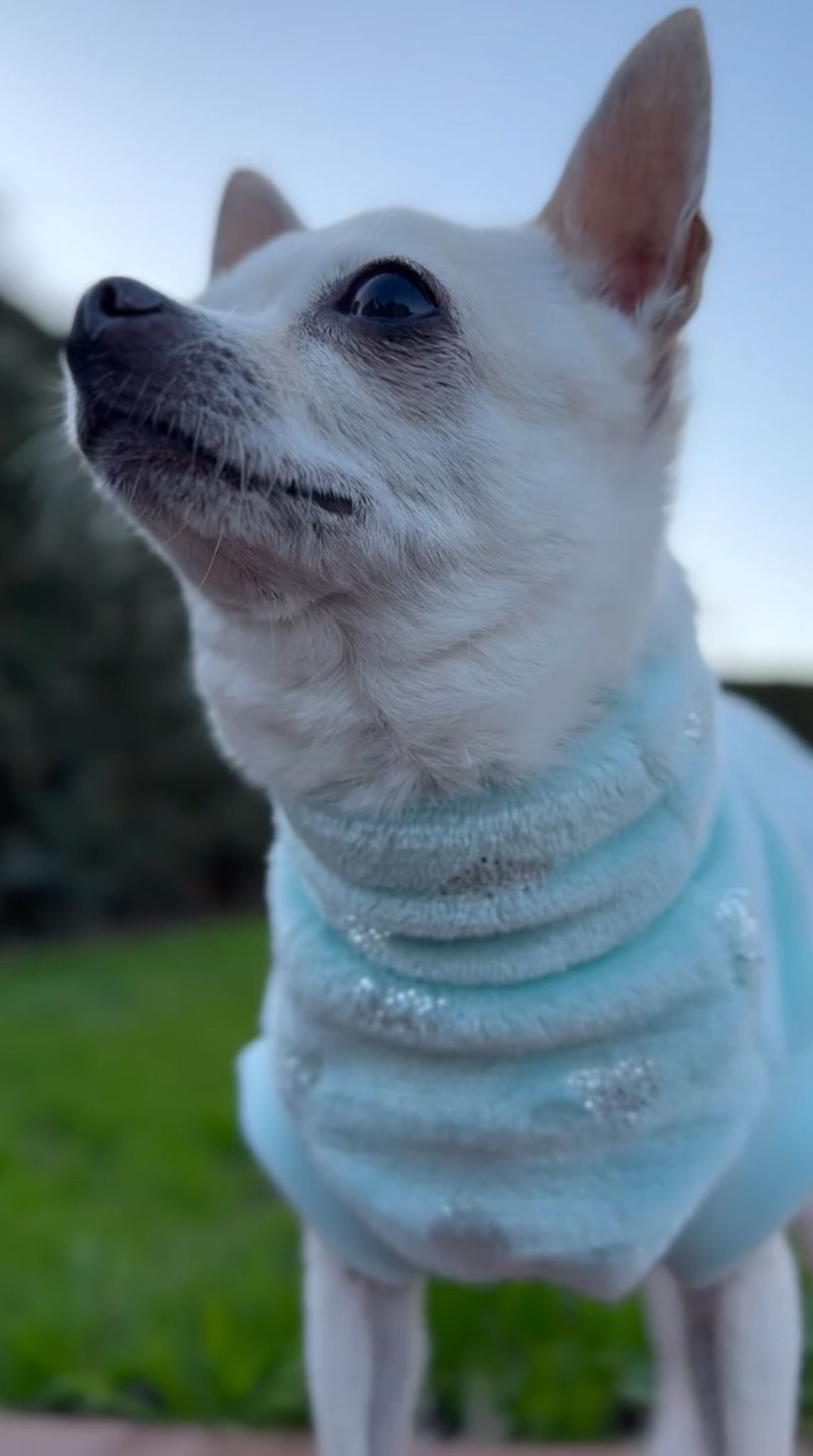 Dolcevita Pets