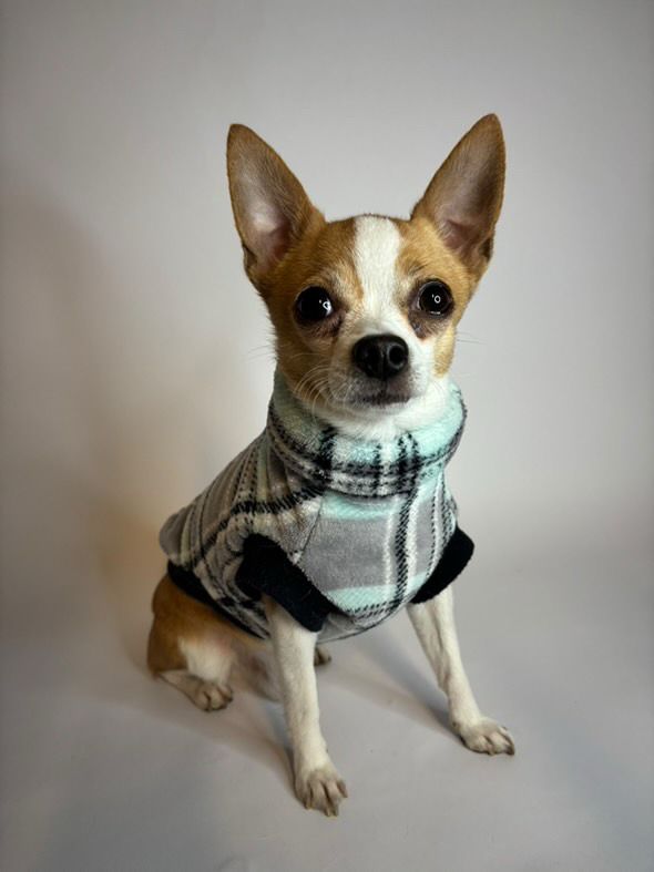 Dolcevita Pets