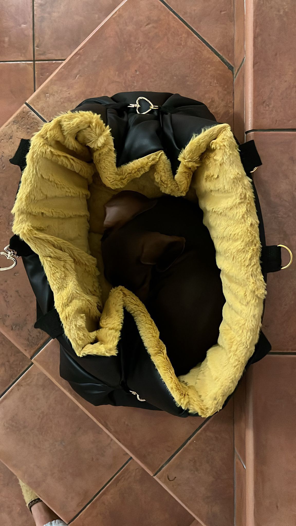 🐾 PetComfyLa borsa trasportino che diventa una comoda cuccia