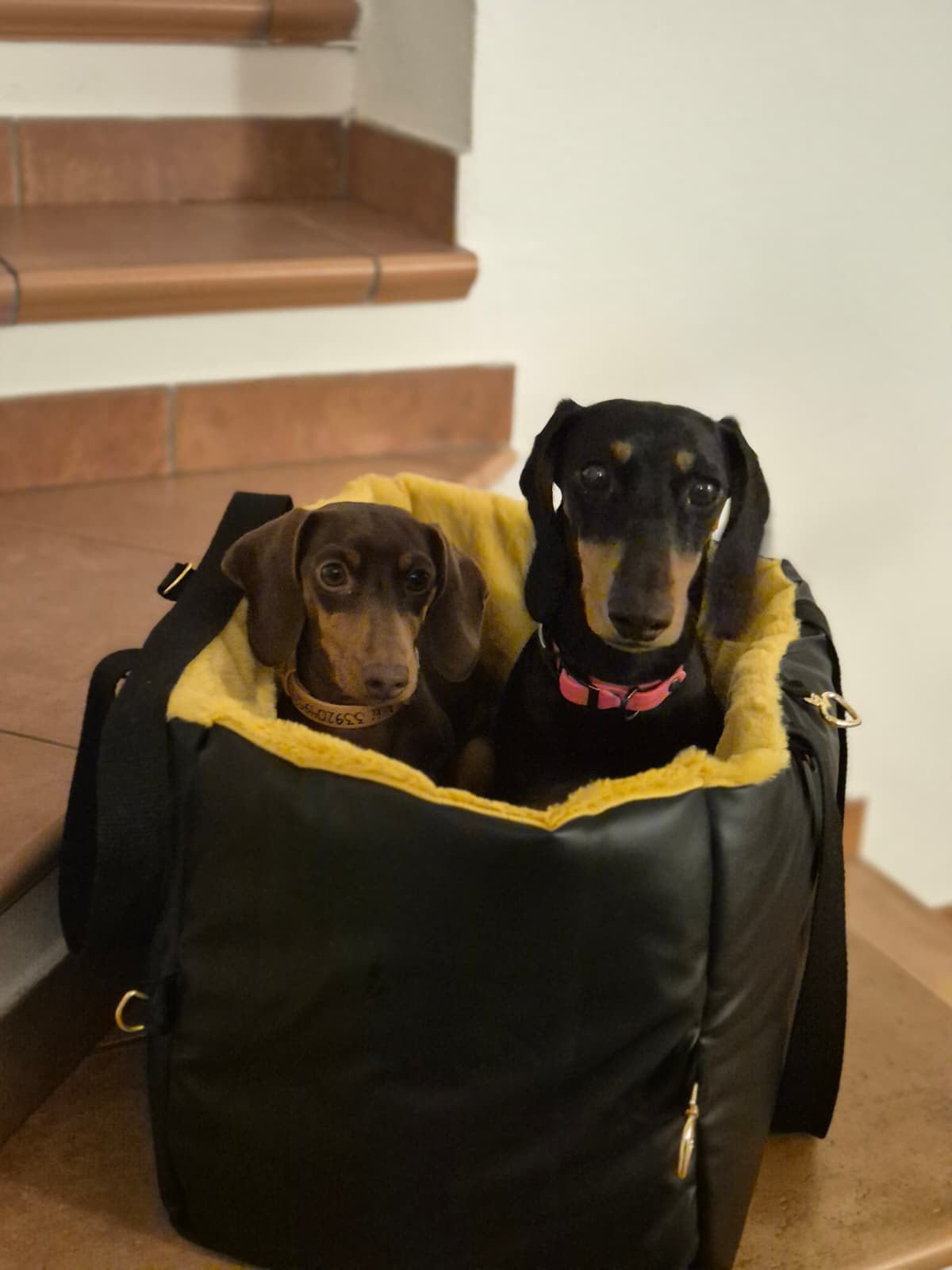 🐾 PetComfyLa borsa trasportino che diventa una comoda cuccia