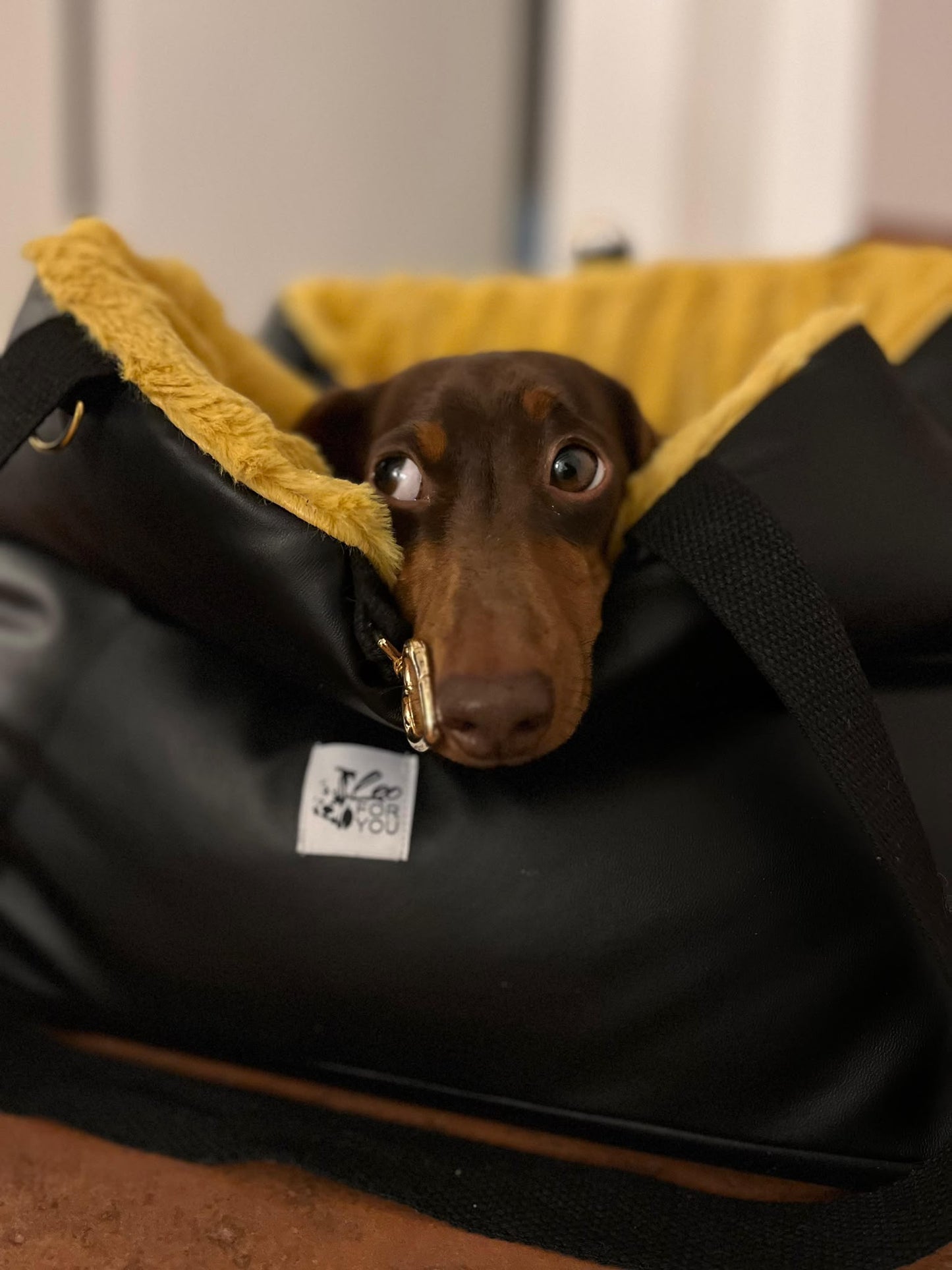 🐾 PetComfyLa borsa trasportino che diventa una comoda cuccia