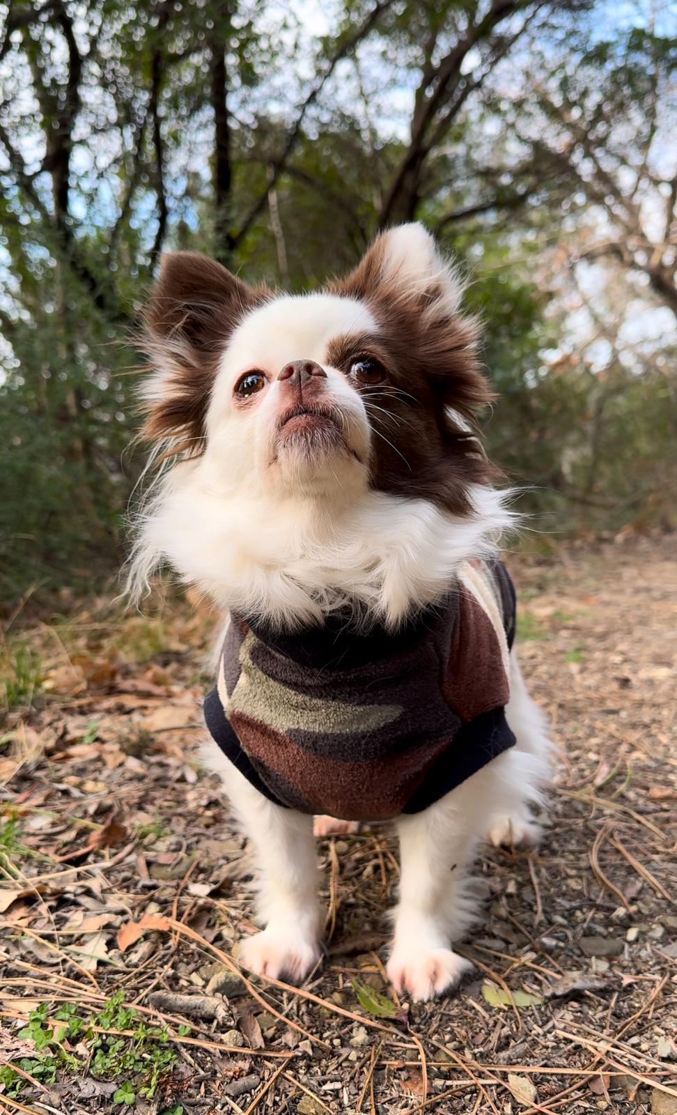 Dolcevita Pets