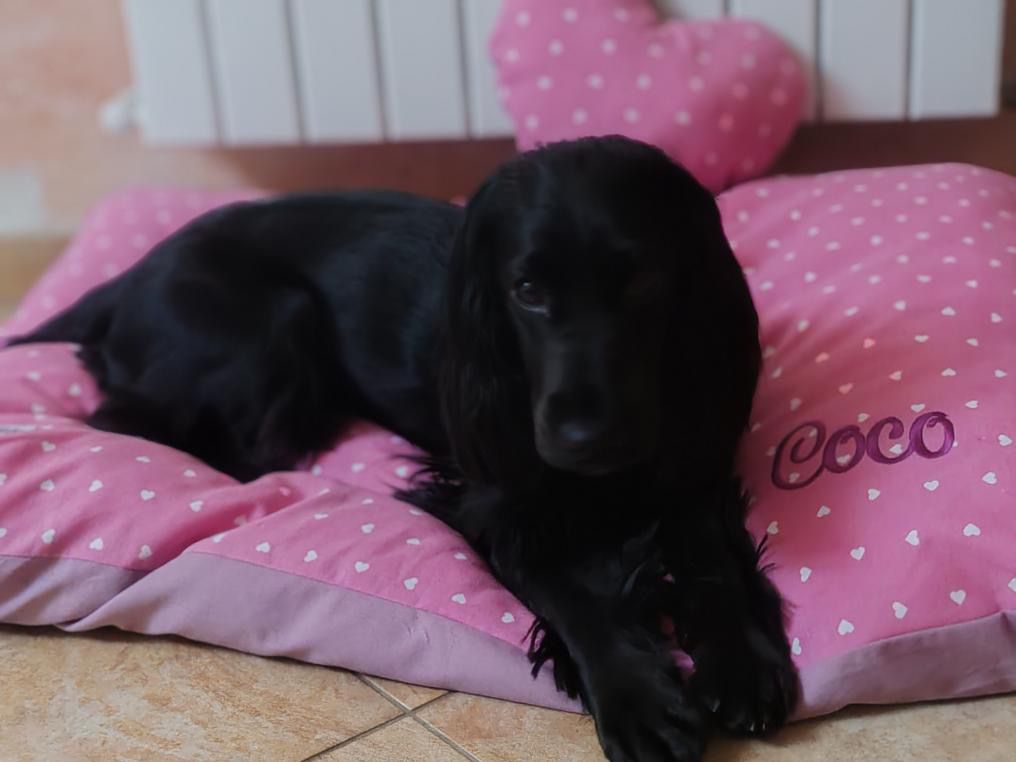 Cuscinoni Estivi e Invernali –  Relax per il Tuo Amico a 4 Zampe