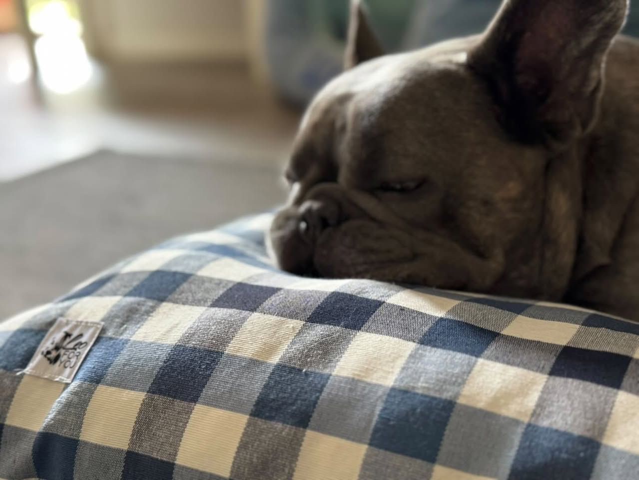 Cuscinoni Estivi e Invernali –  Relax per il Tuo Amico a 4 Zampe