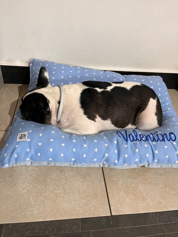 Cuscinoni Estivi e Invernali –  Relax per il Tuo Amico a 4 Zampe