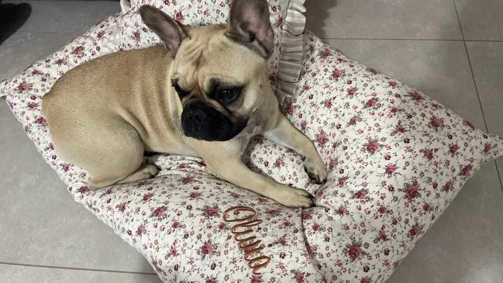 Cuscinoni Estivi e Invernali –  Relax per il Tuo Amico a 4 Zampe