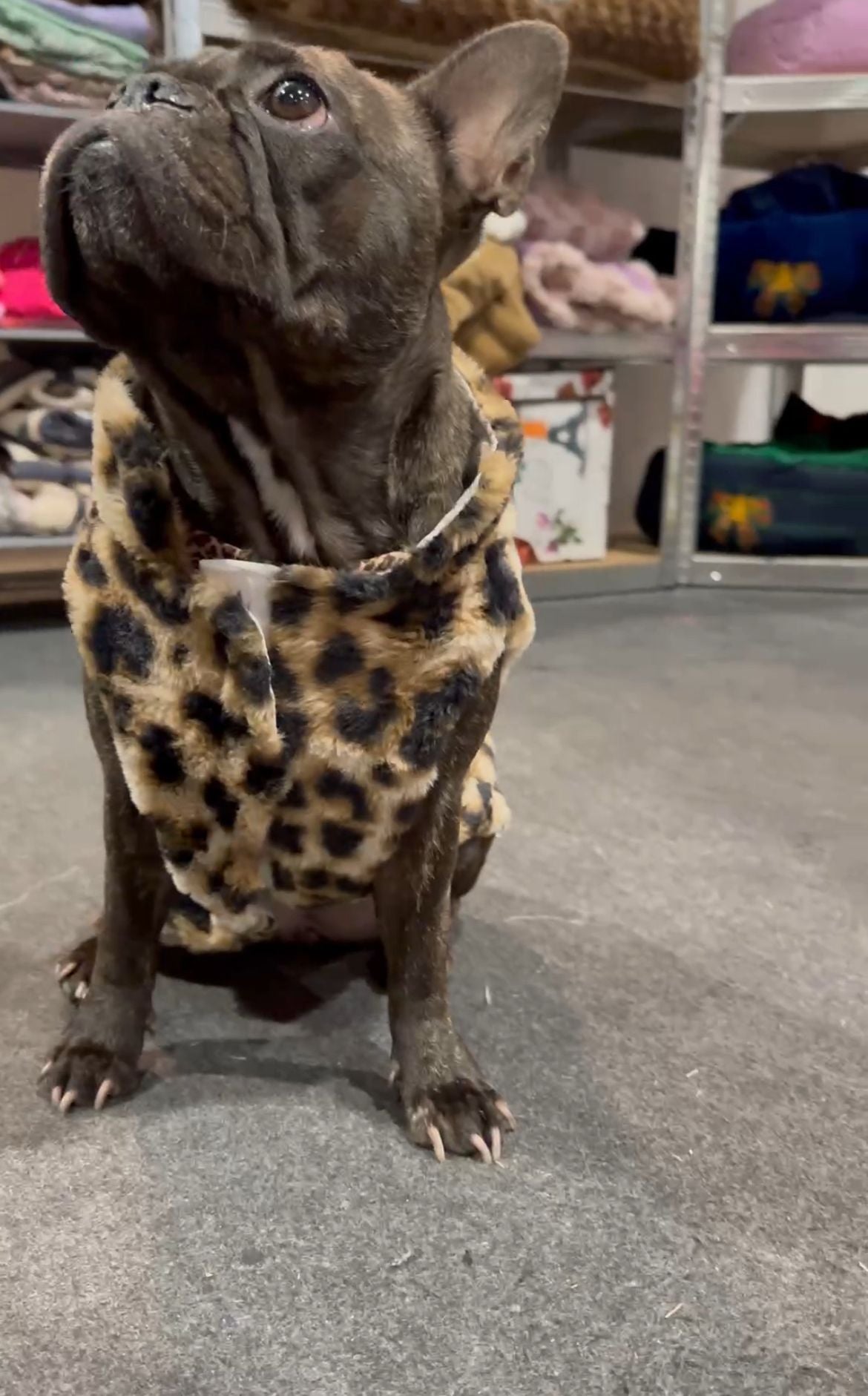 Giubbino Reversibile per Cani