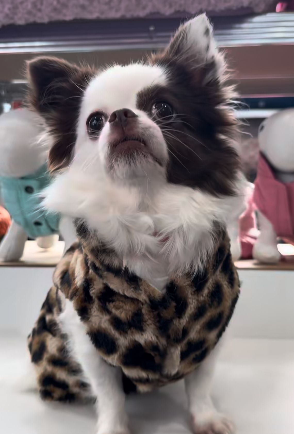 Giubbino Reversibile per Cani